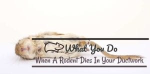 Featured image of the blog title "What You Do When A Rodent Dies In Your Ductwork" with a background of dead rodent
